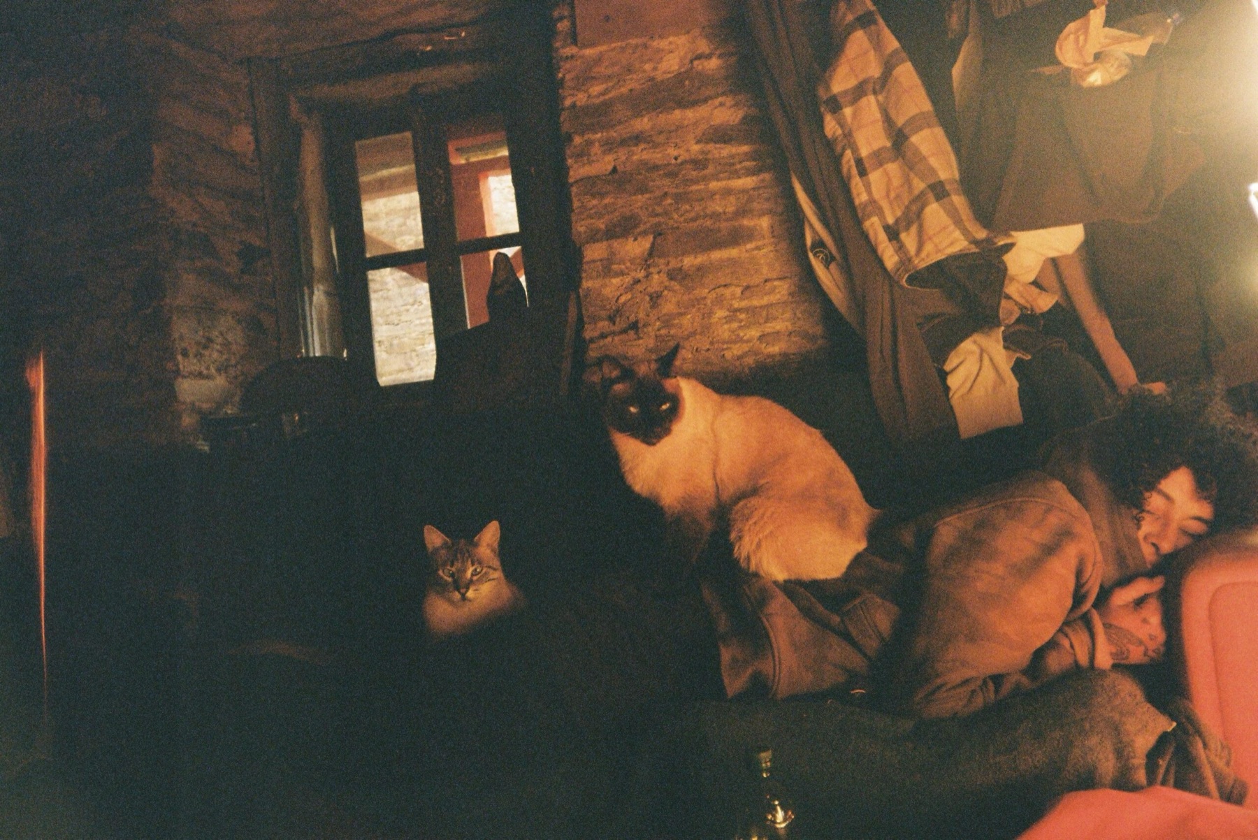 A valley cat