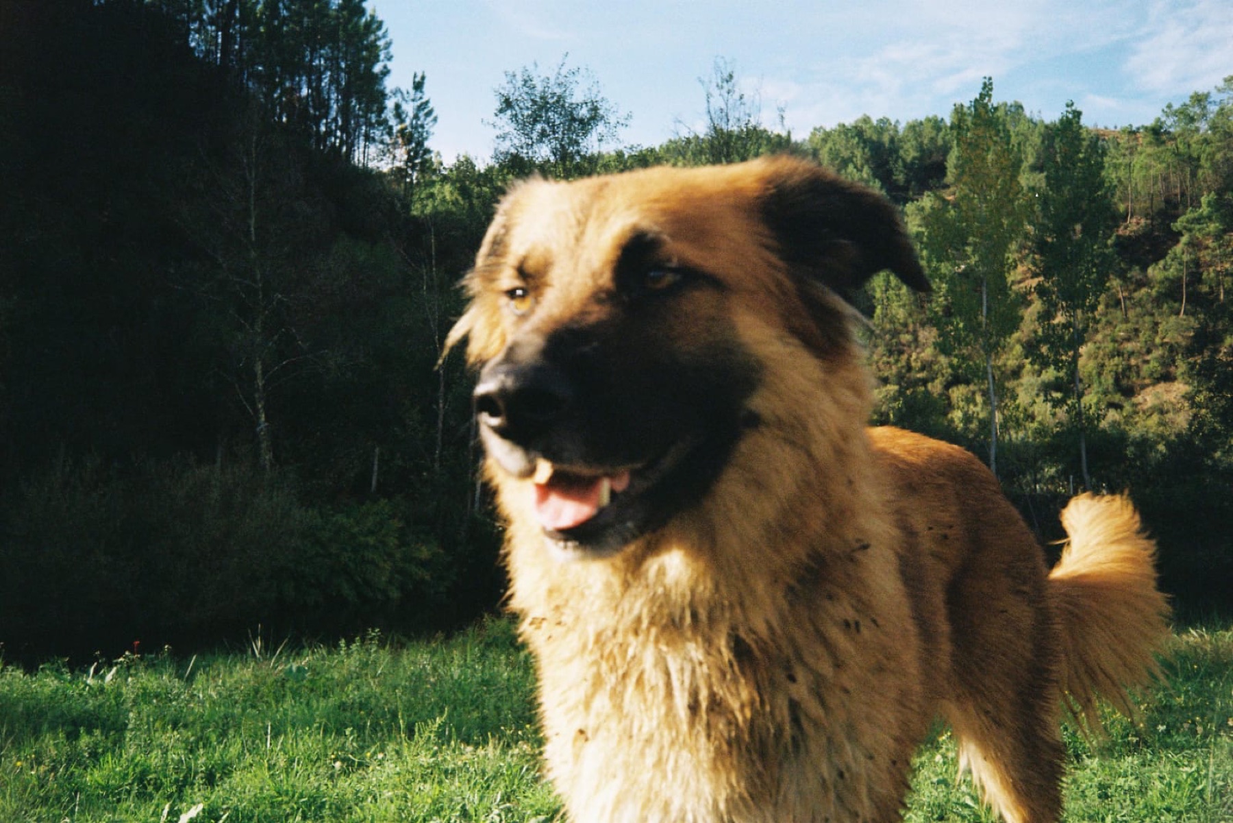 One of the valley dogs in the sunshine
