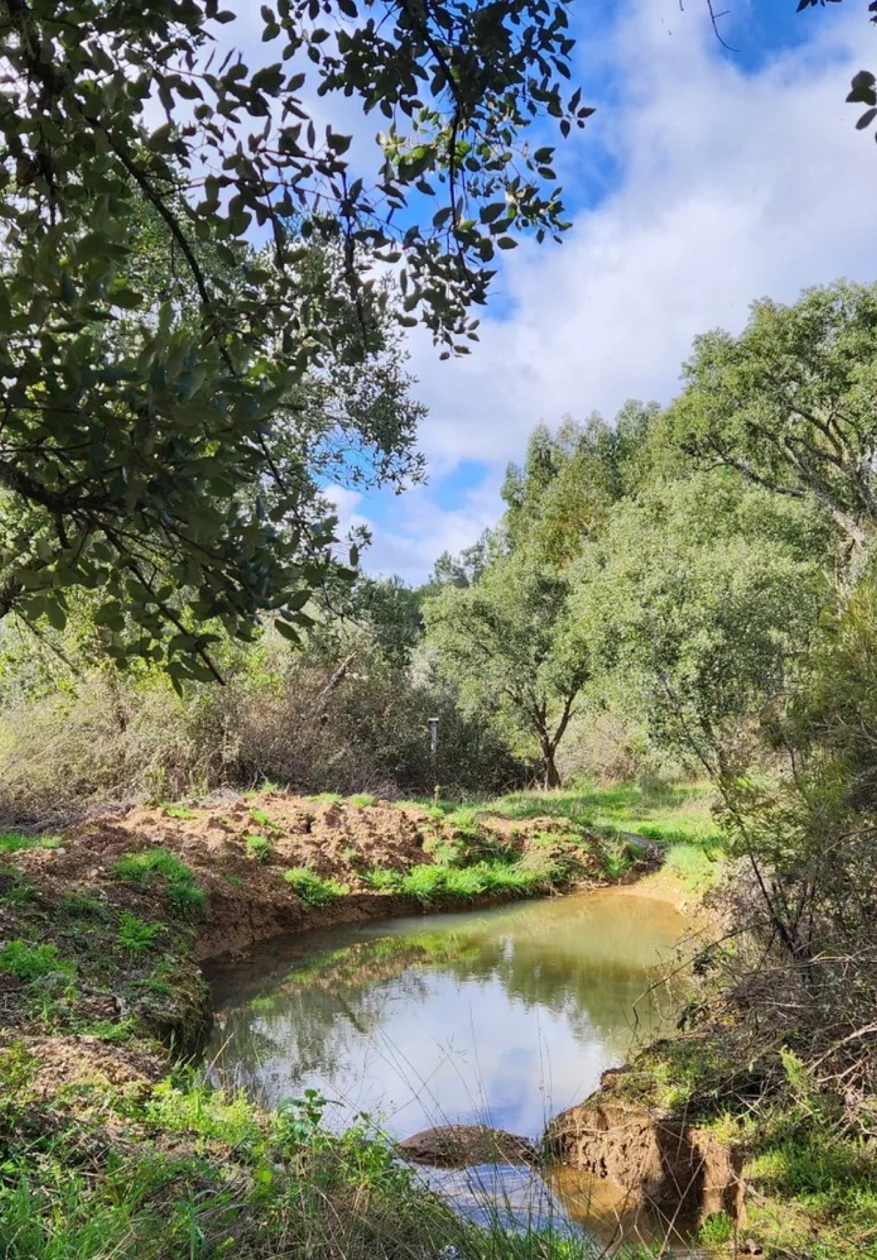 The pond